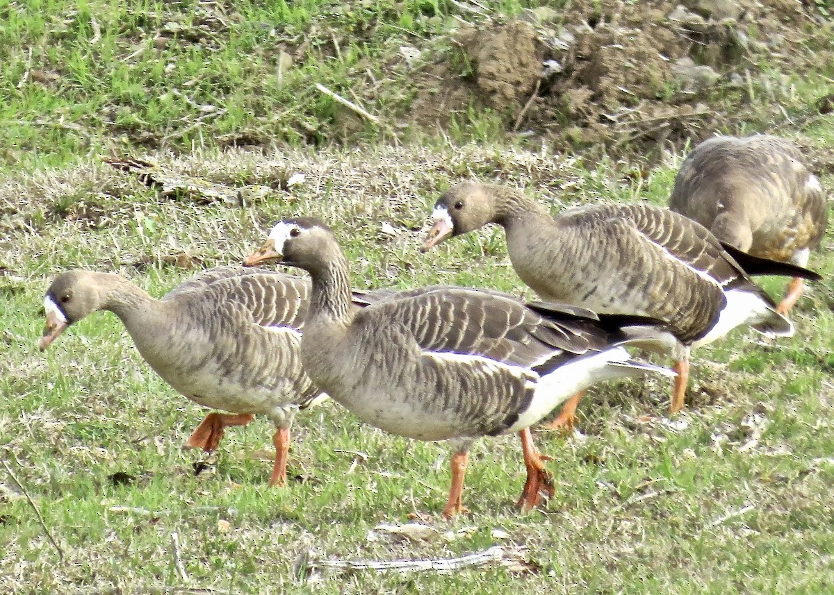 Greater White-fronted Goose - ML619758200