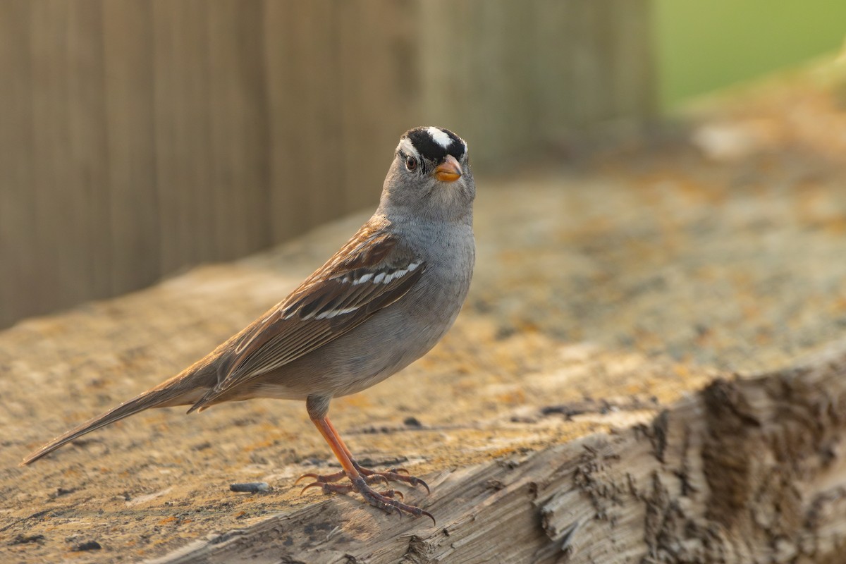White-crowned Sparrow - ML619758201