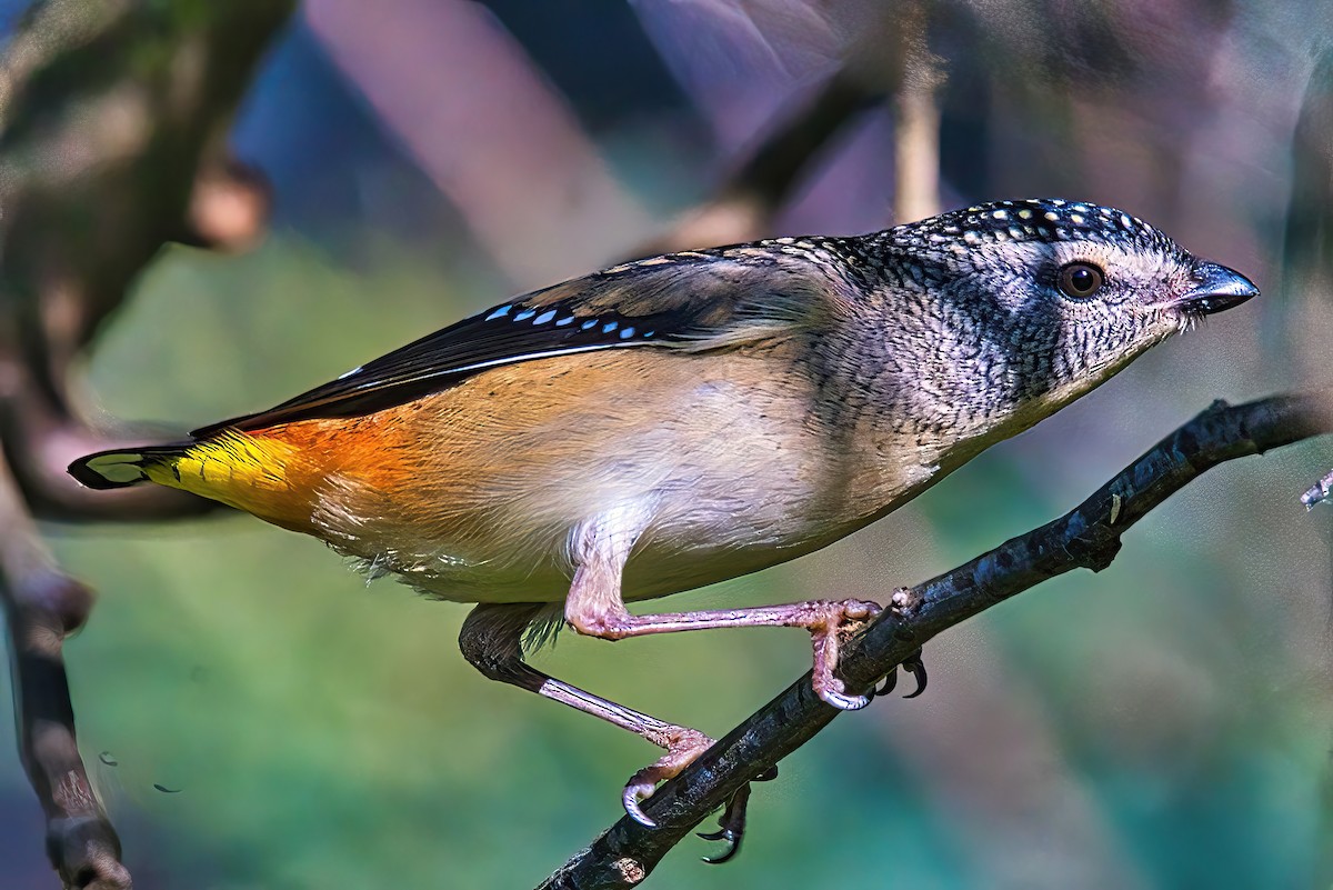 Pardalote pointillé (punctatus) - ML619758243