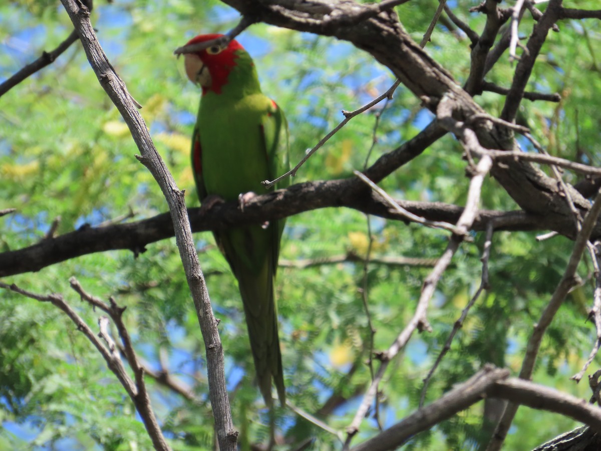 オナガアカボウシインコ - ML619758263