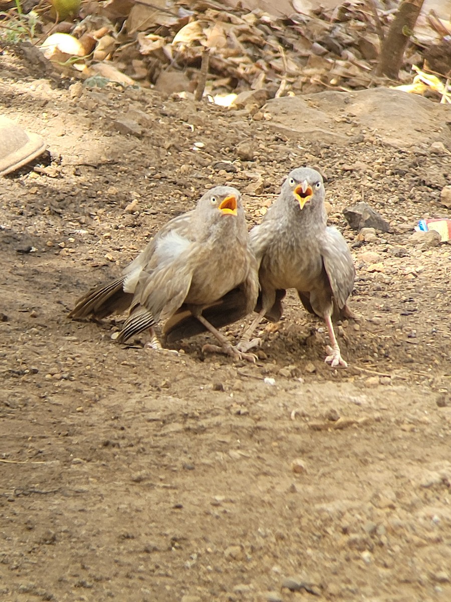 Jungle Babbler - ML619758275