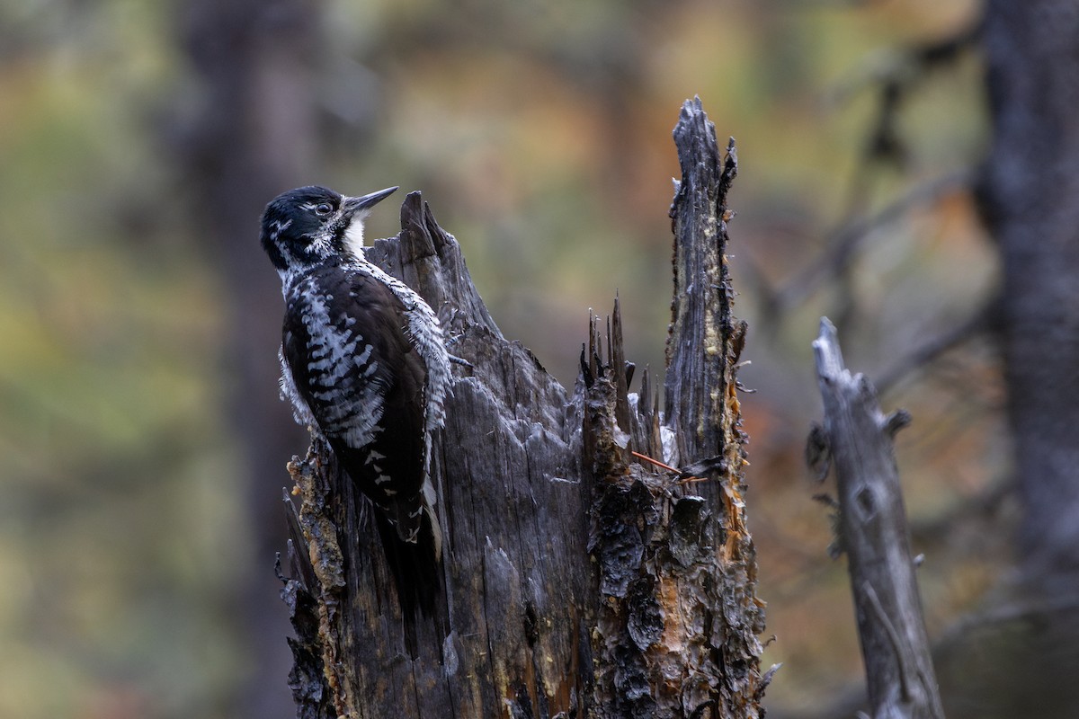 American Three-toed Woodpecker - Rain Saulnier