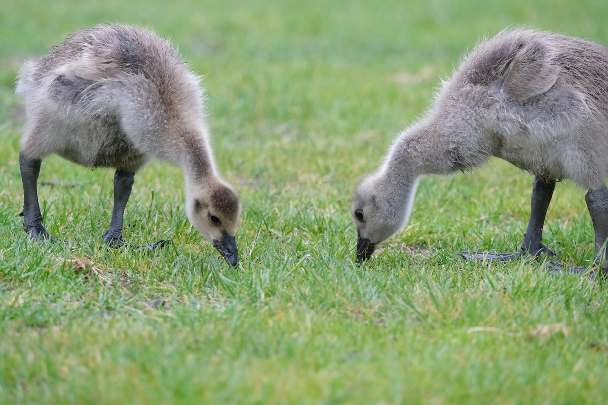 Canada Goose - ML619758296