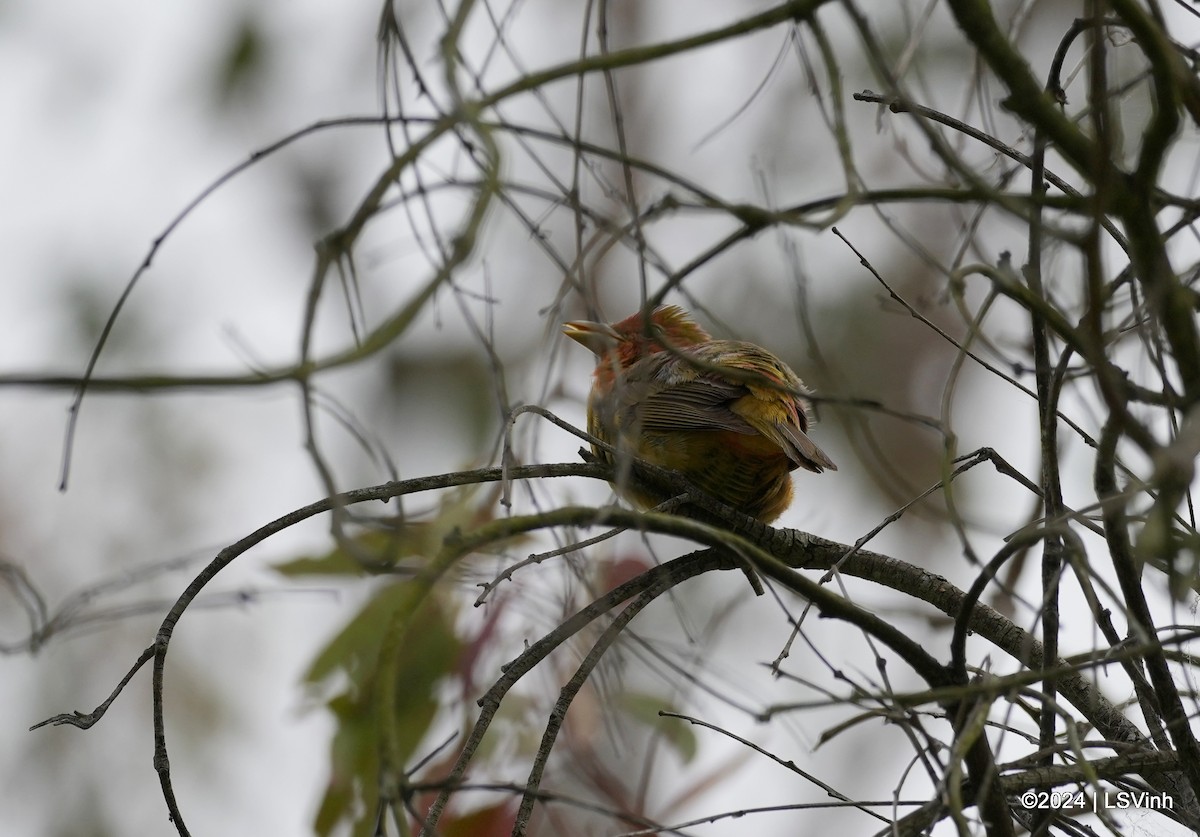 Summer Tanager - ML619758297