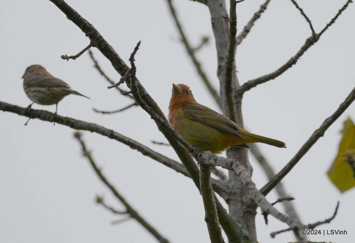 Summer Tanager - ML619758298