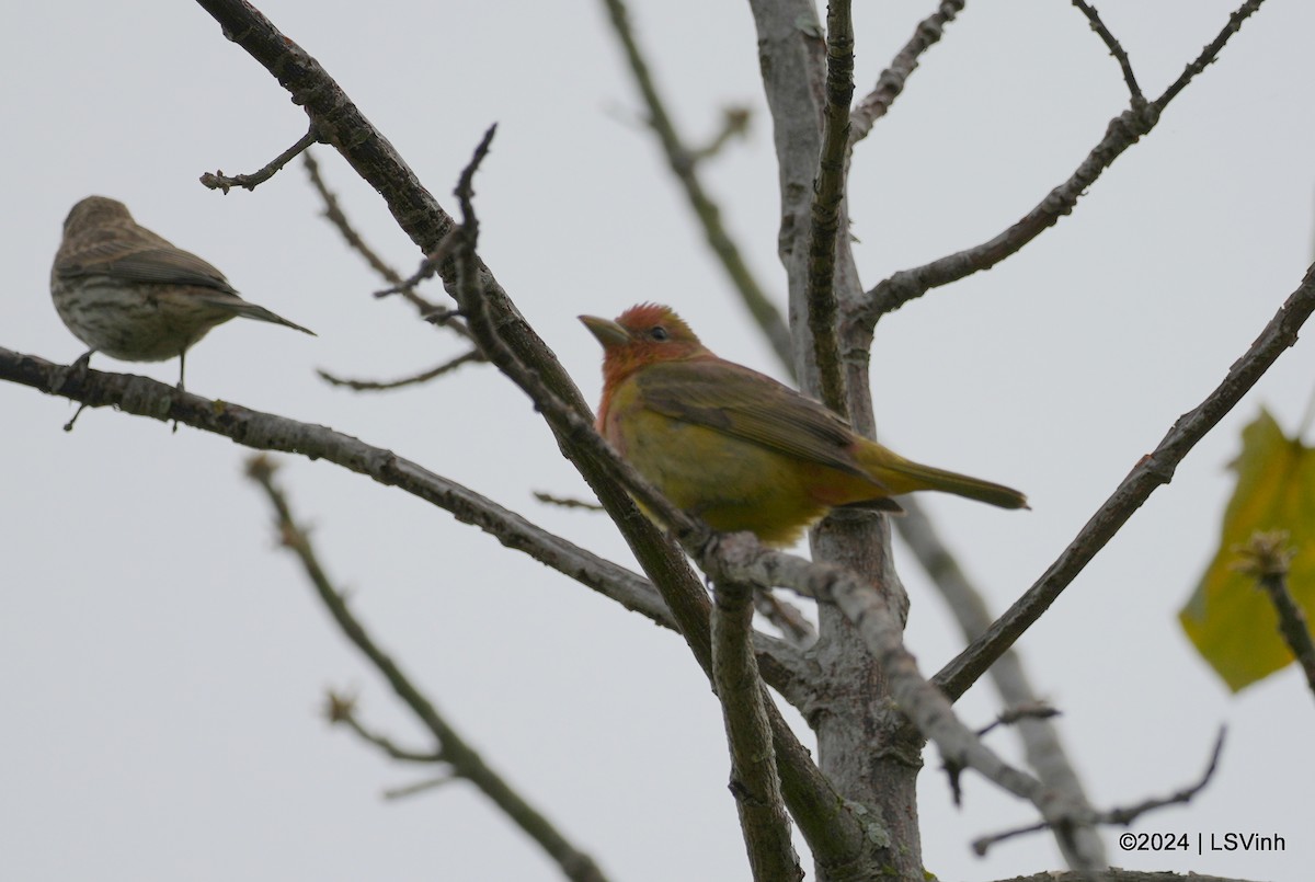 Summer Tanager - ML619758299