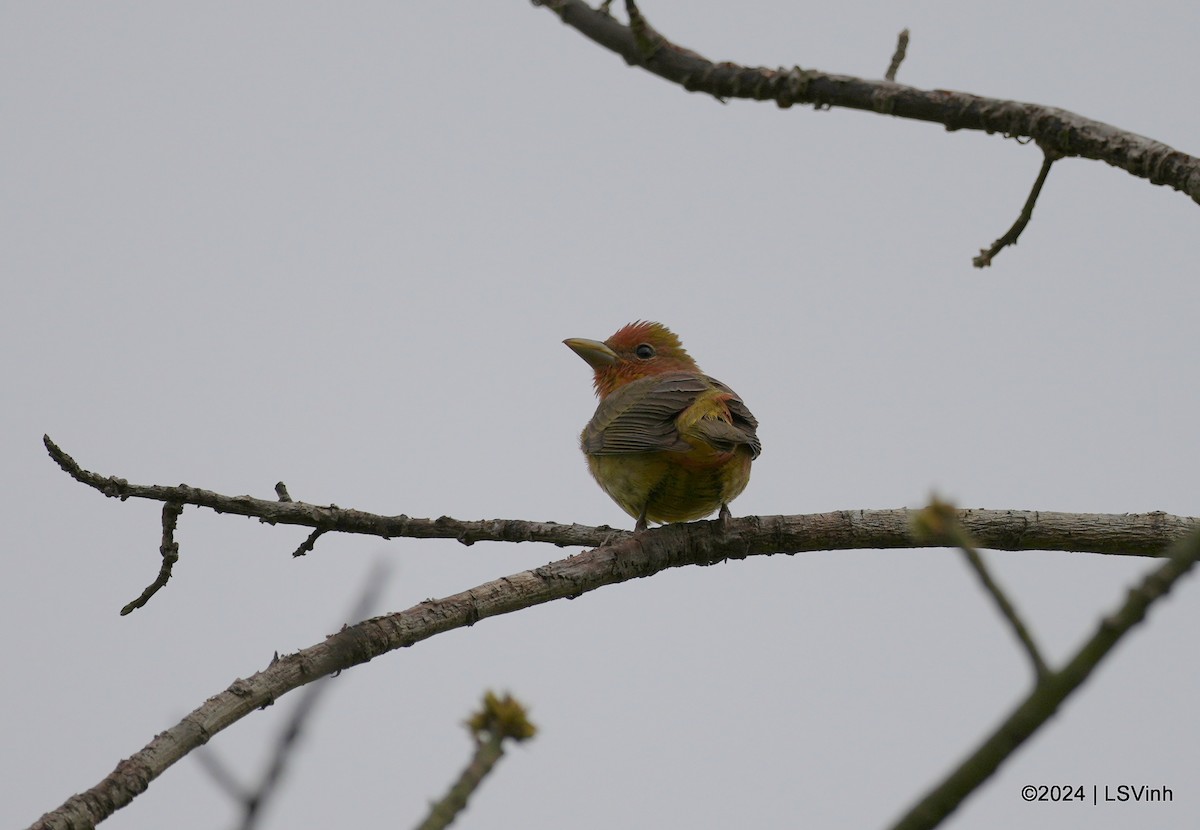 Summer Tanager - ML619758300