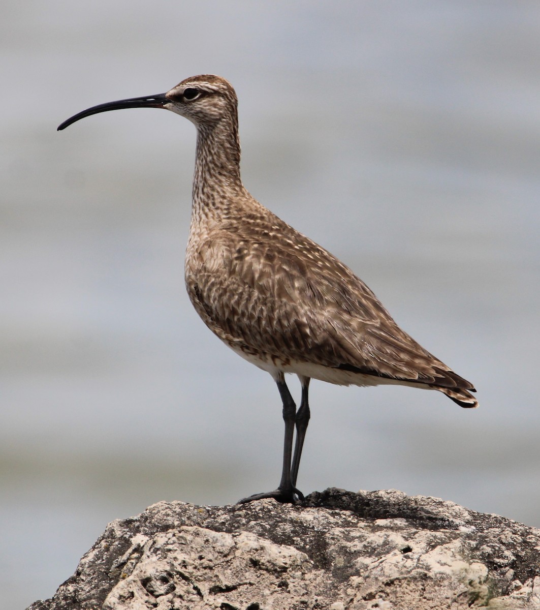 Regenbrachvogel - ML619758302