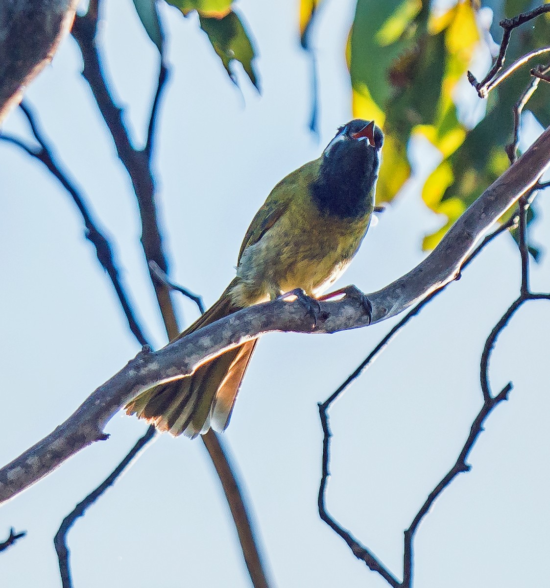 White-eared Honeyeater - ML619758314