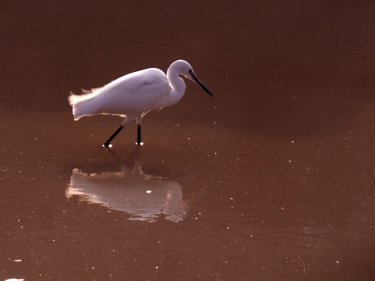 Little Egret - ML619758329