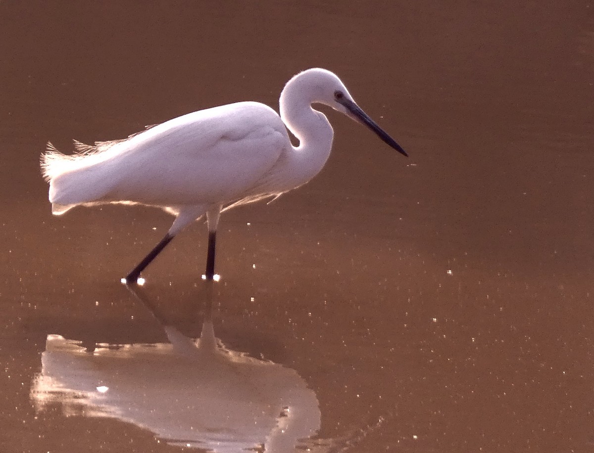 Little Egret - ML619758330