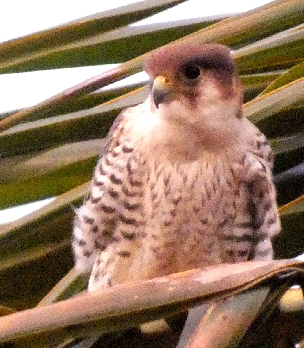 Alcotán Cuellirrojo (asiático) - ML619758340