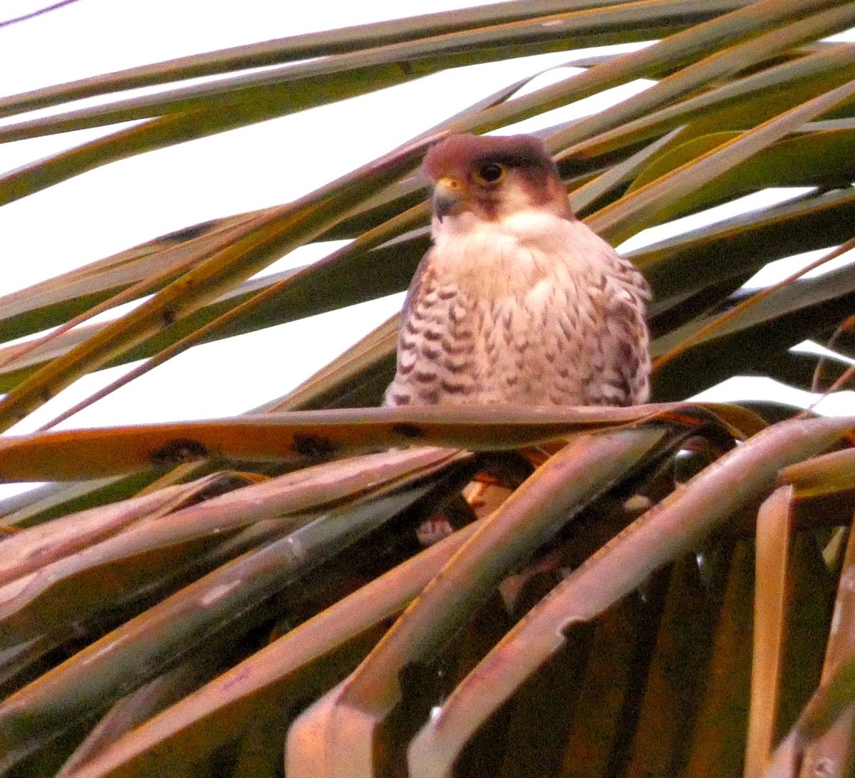 Red-necked Falcon (Asian) - ML619758341