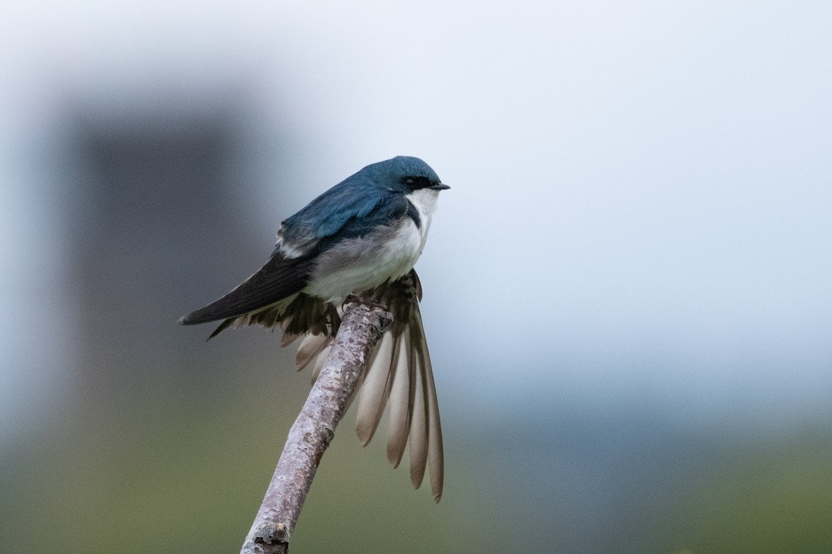 Tree Swallow - ML619758346