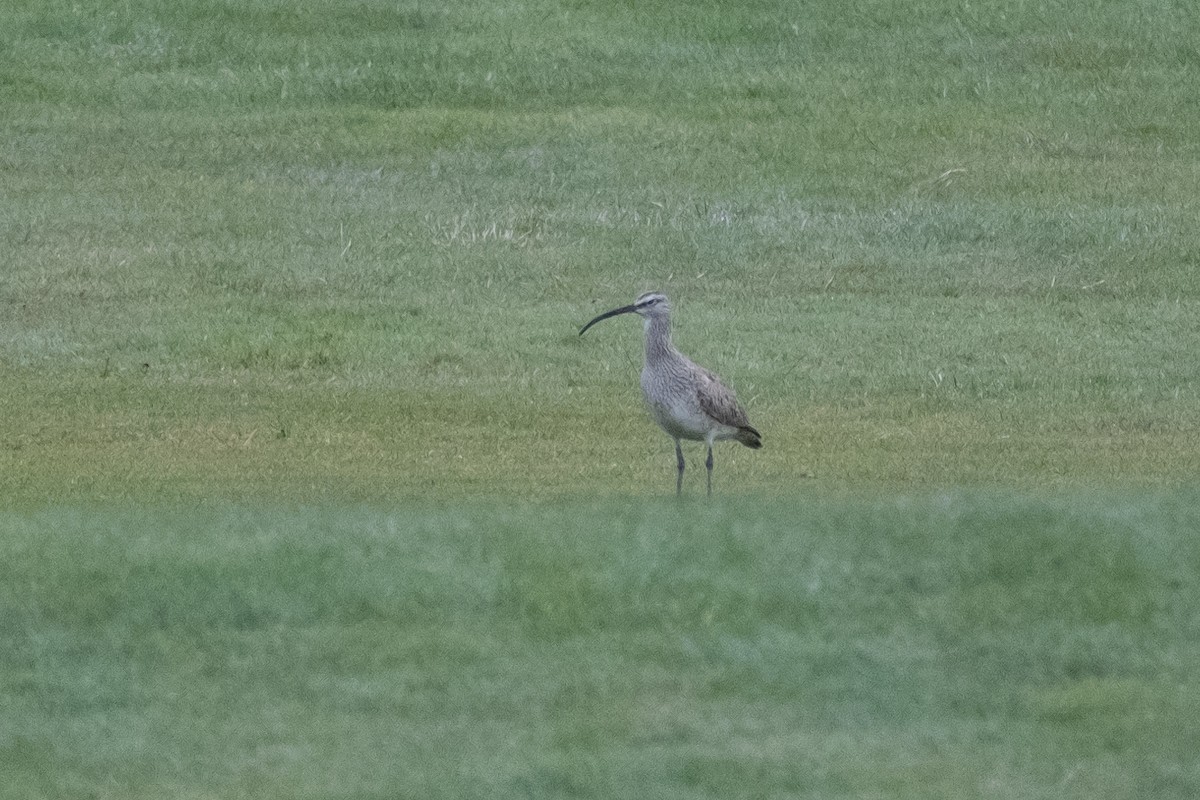 Whimbrel - ML619758351