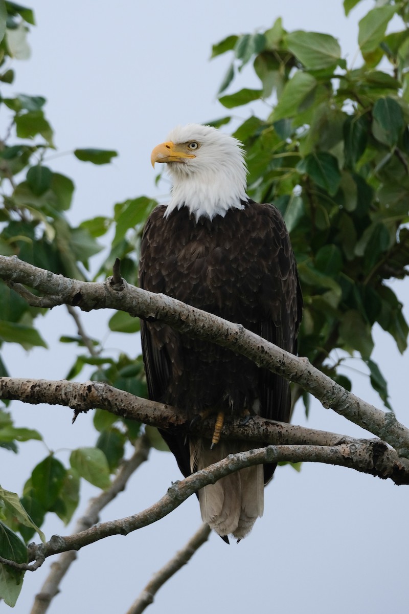 Bald Eagle - ML619758352