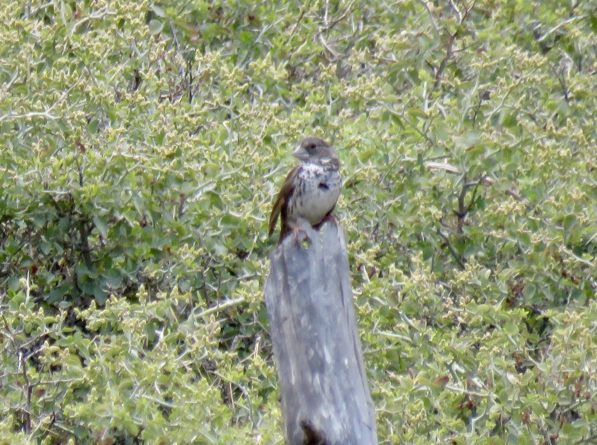 Fox Sparrow (Thick-billed) - ML619758361