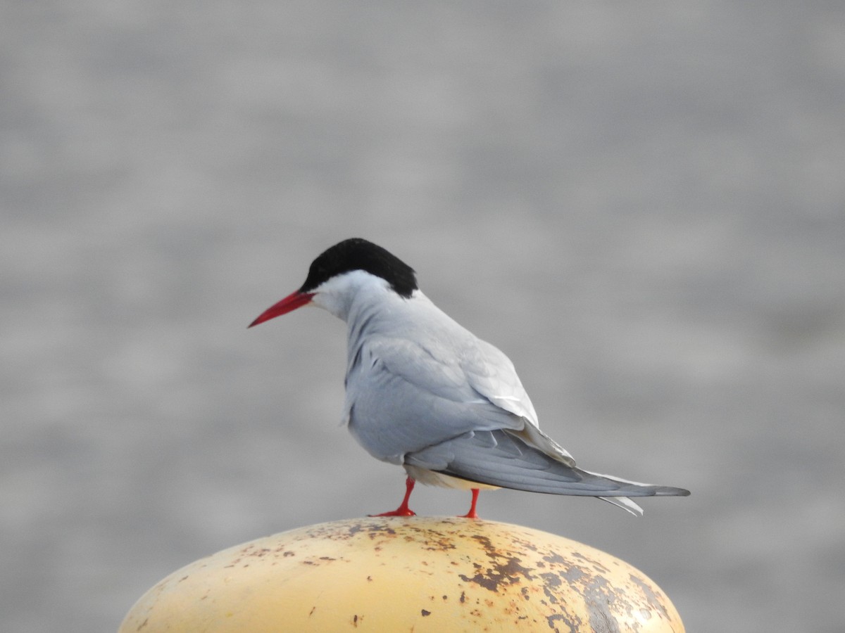 Arctic Tern - ML619758363