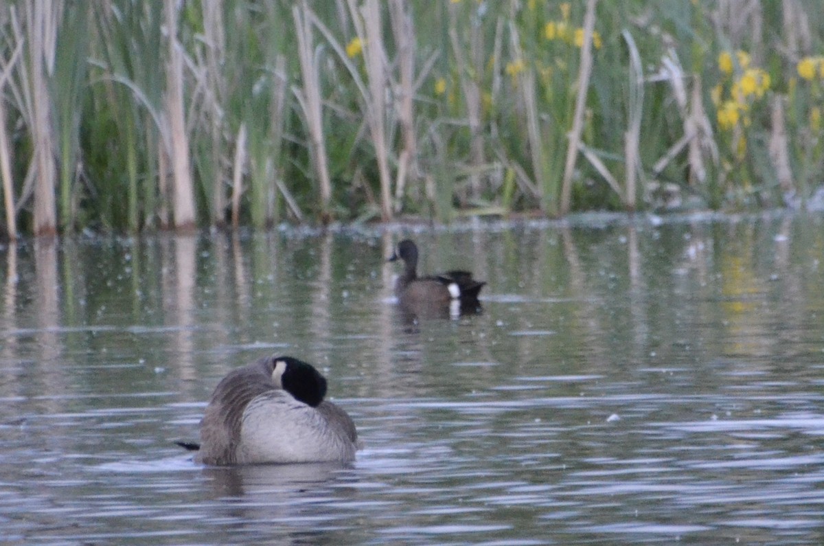 Blue-winged Teal - ML619758378