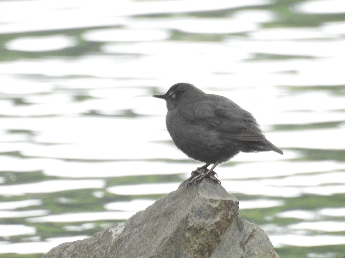 American Dipper - ML619758380