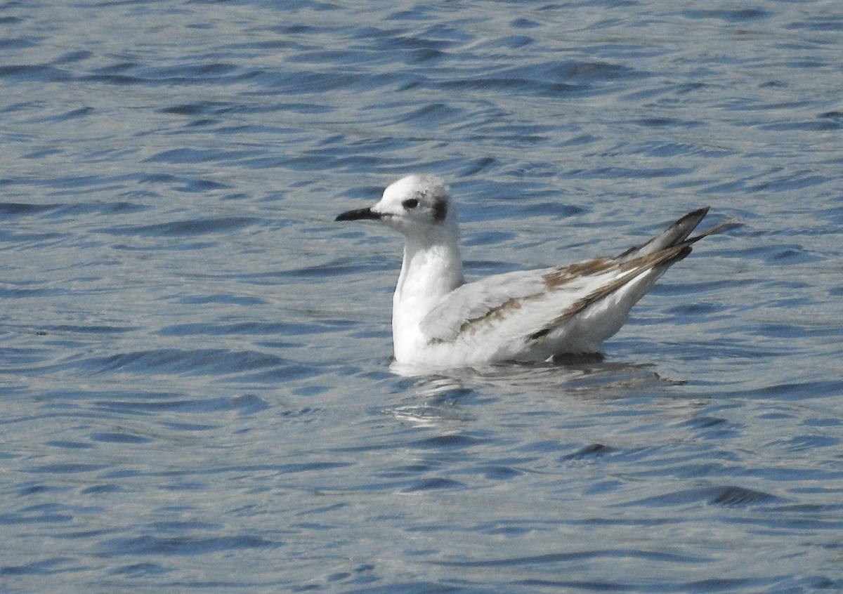 Bonaparte's Gull - ML619758433