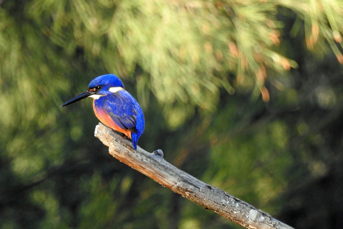 Azure Kingfisher - ML619758440