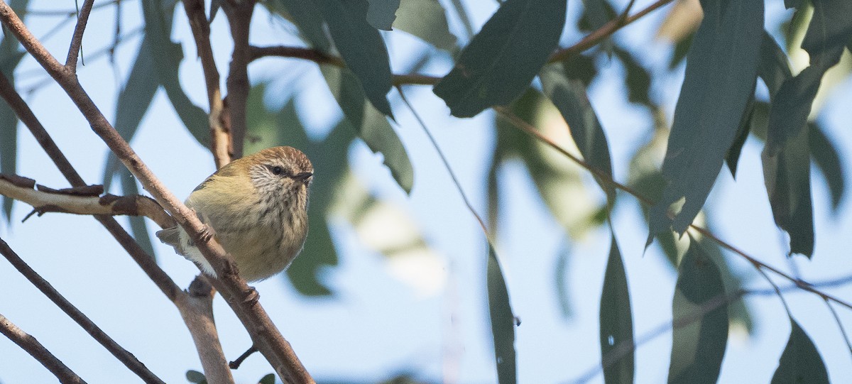 Striated Thornbill - ML619758441