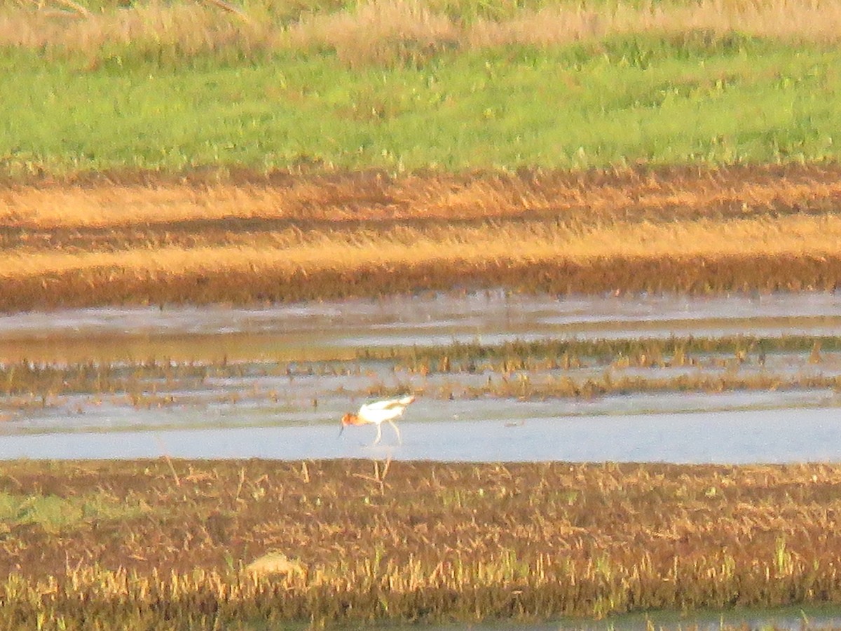 Avoceta Americana - ML619758526