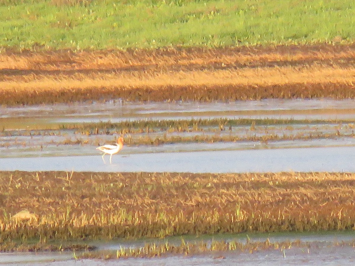 Avocette d'Amérique - ML619758527