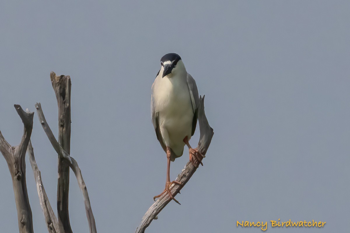 Black-crowned Night Heron - ML619758582