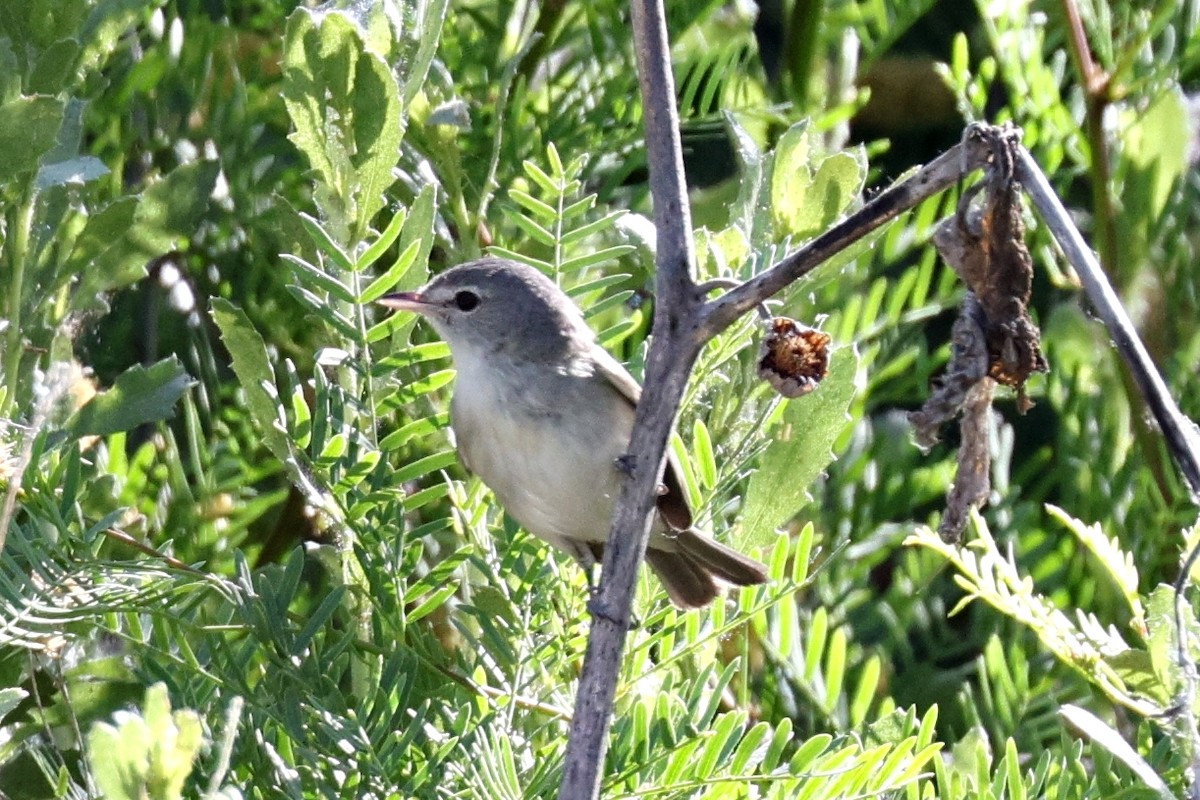 Bell's Vireo - ML619758585