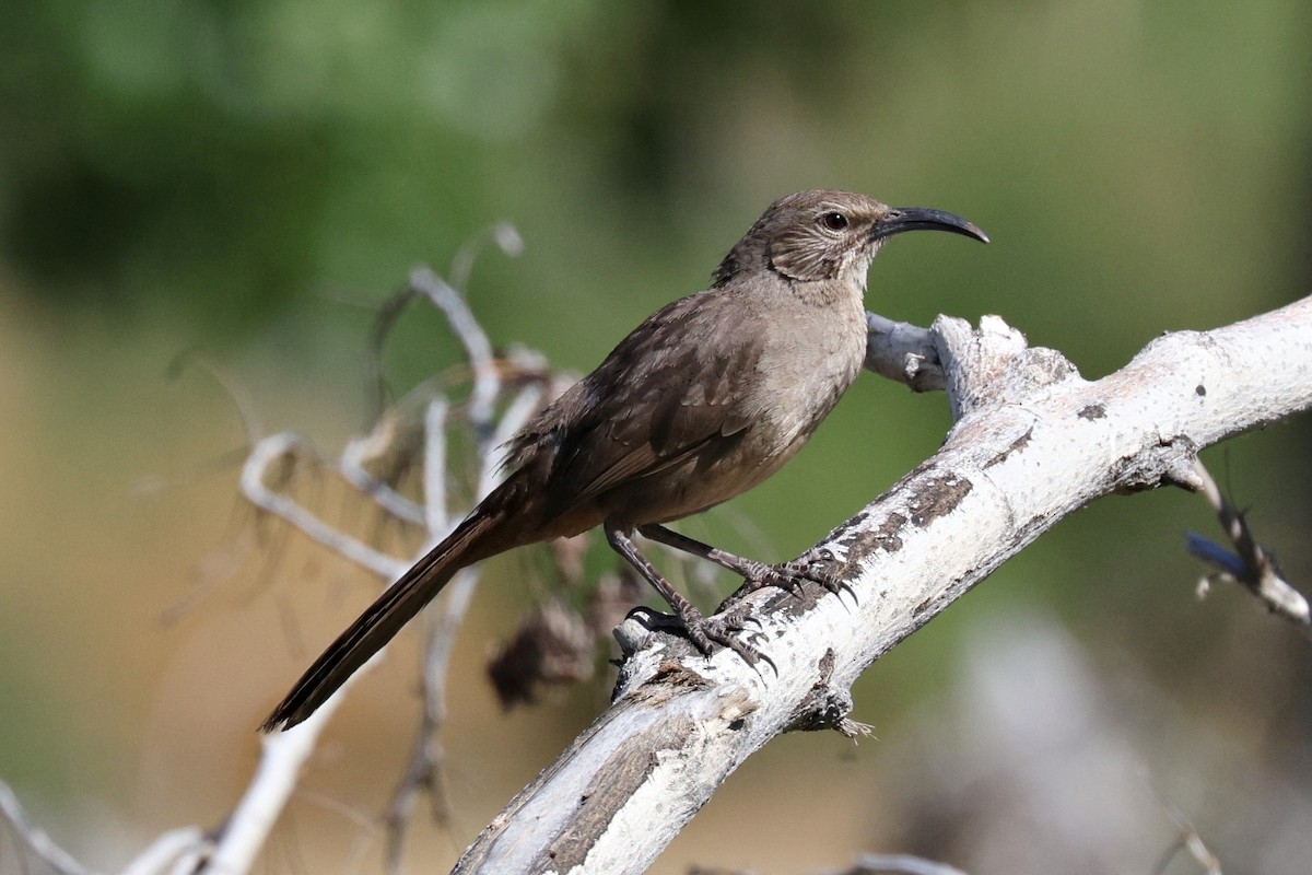 California Thrasher - ML619758594