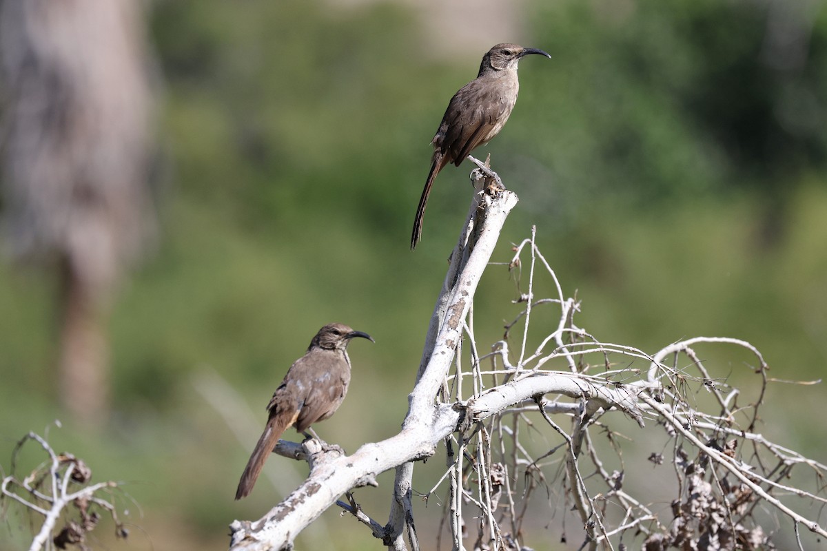 California Thrasher - Ginger Spinelli