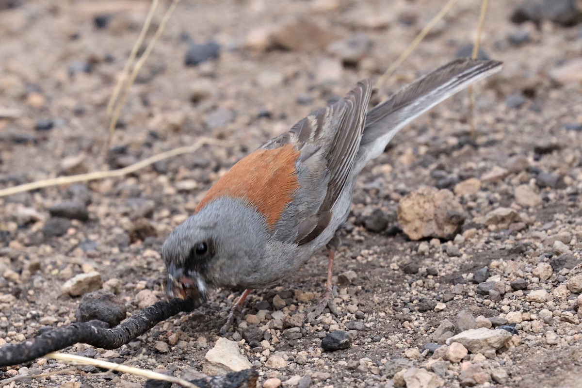 Junco ardoisé (dorsalis) - ML619758603