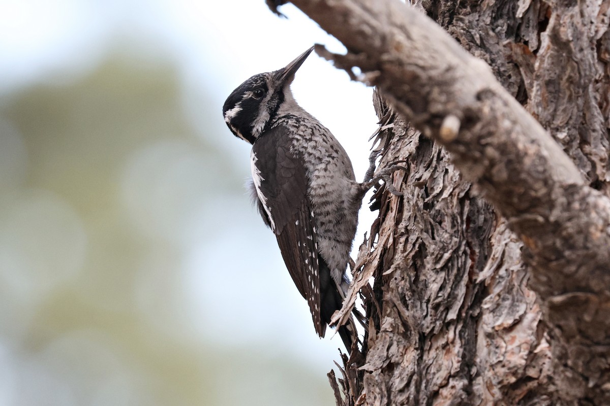 American Three-toed Woodpecker - ML619758605