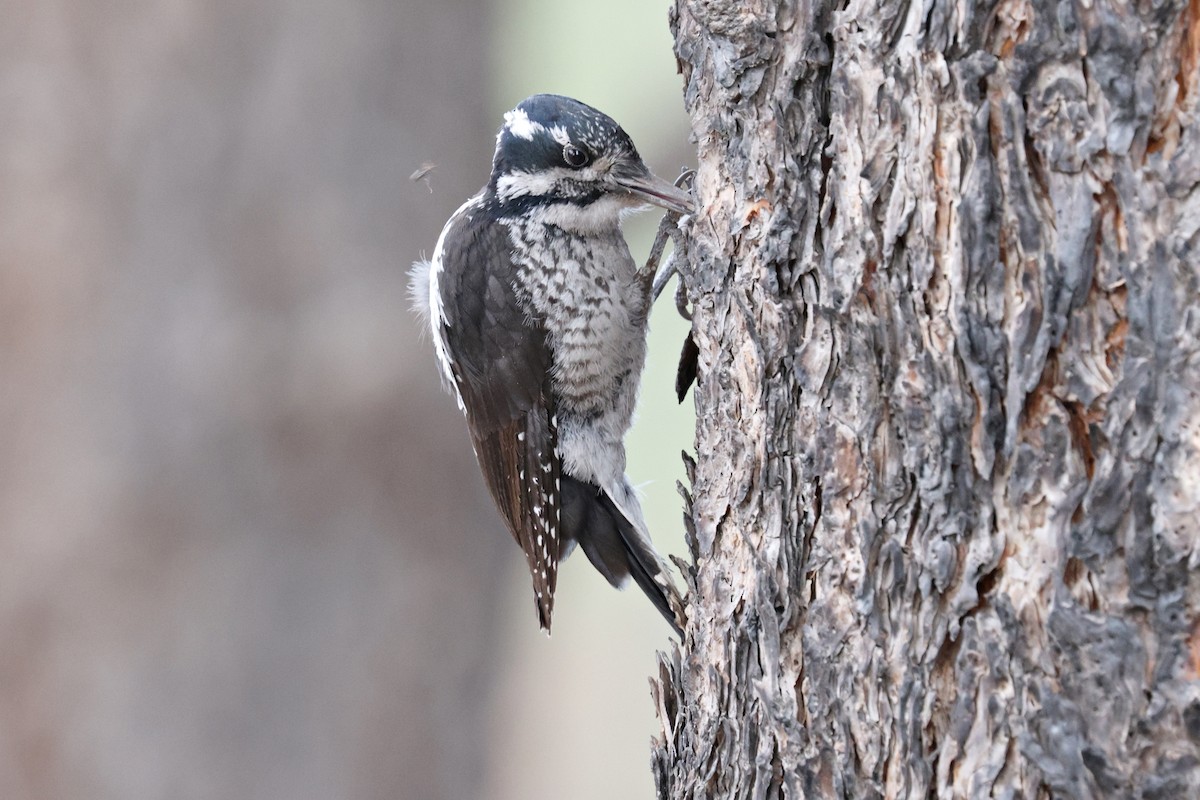 American Three-toed Woodpecker - ML619758606