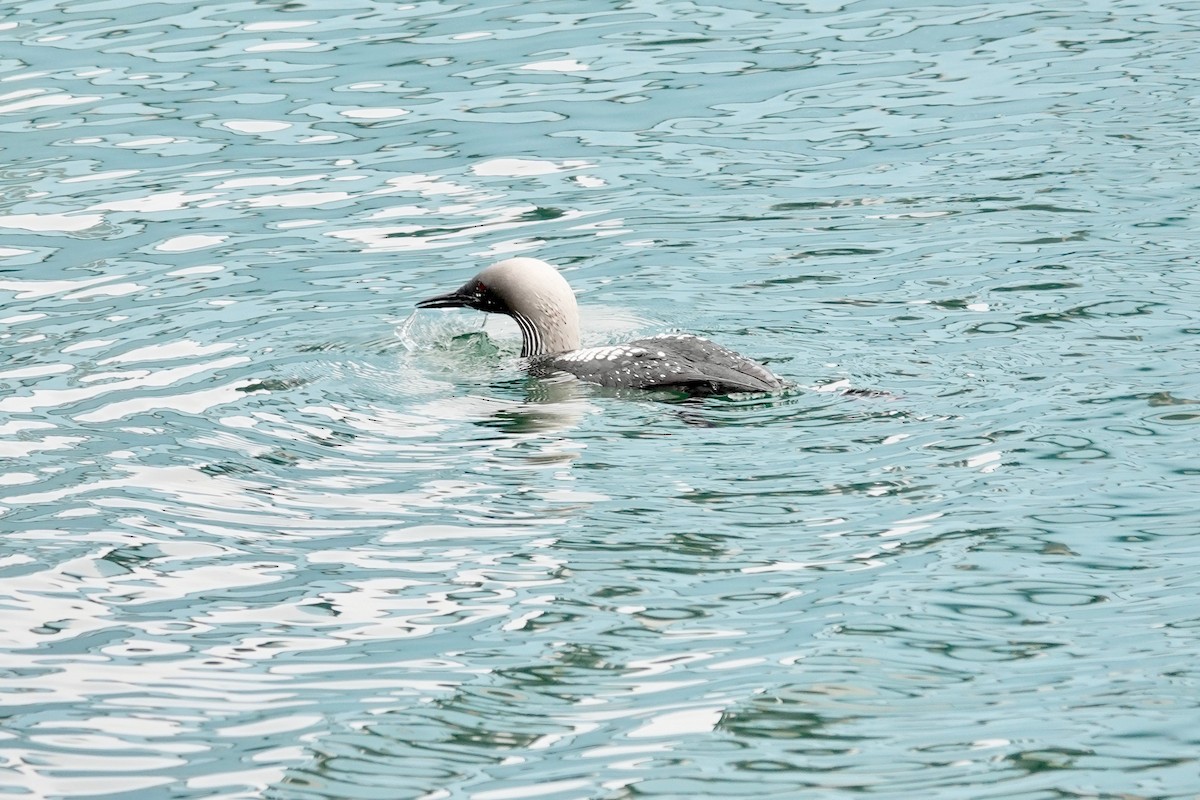 Pacific Loon - ML619758689