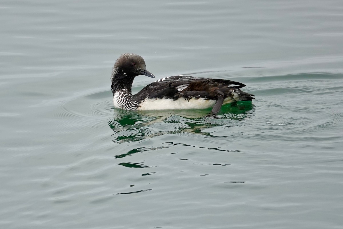 Pacific Loon - ML619758695