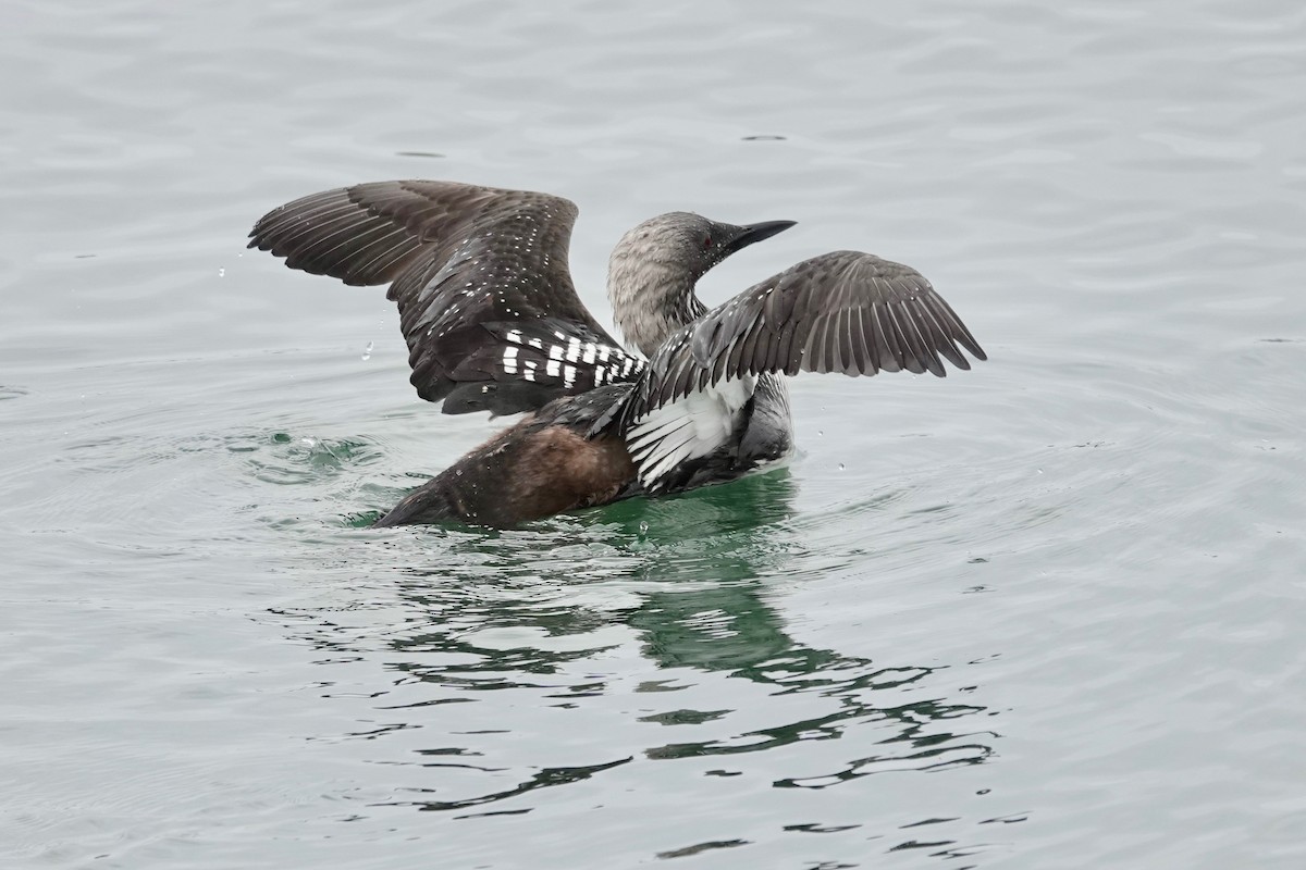 Pacific Loon - ML619758696