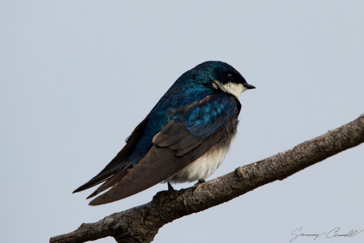 Tree Swallow - ML619758724