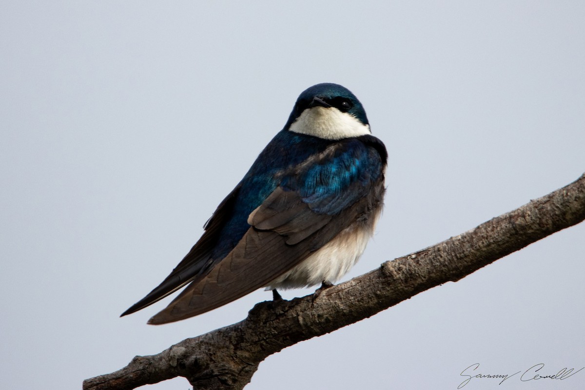 Tree Swallow - ML619758725