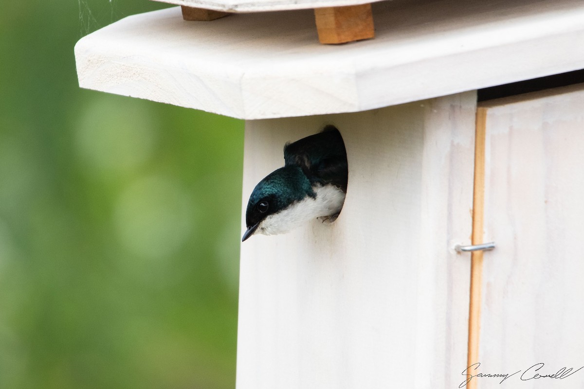 Tree Swallow - ML619758726