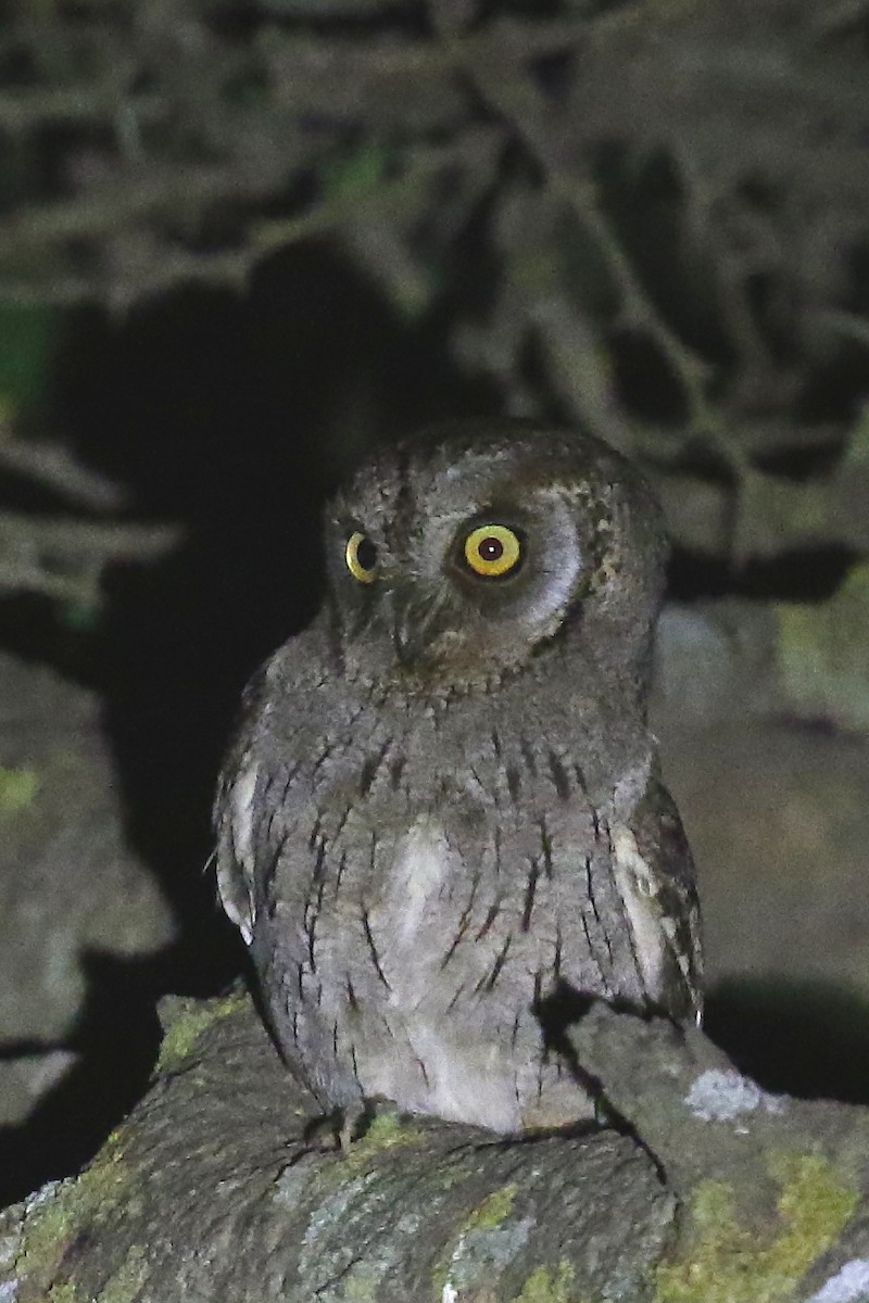 Arabian Scops-Owl - ML619758738