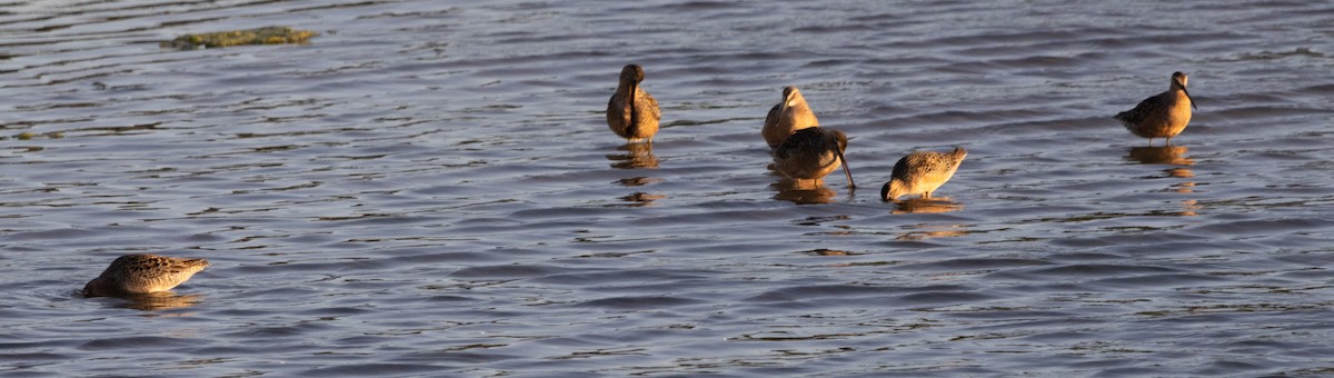 Short-billed/Long-billed Dowitcher - ML619758749