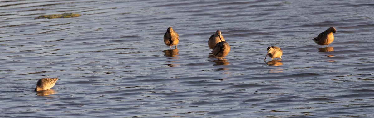 Short-billed/Long-billed Dowitcher - ML619758750