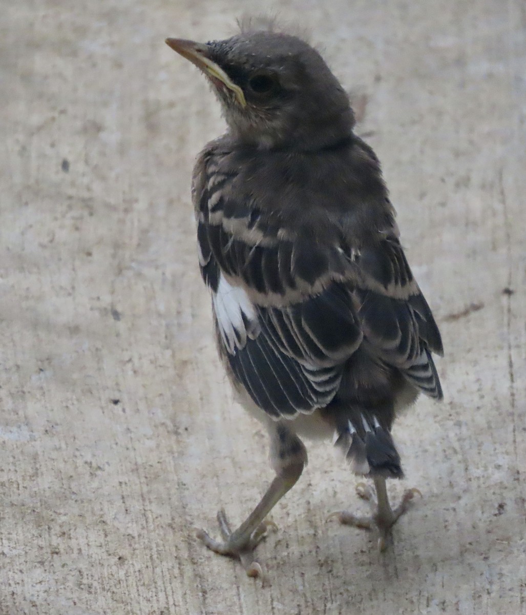 Northern Mockingbird - ML619758782