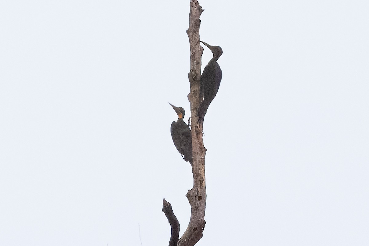 Great Slaty Woodpecker - ML619758812
