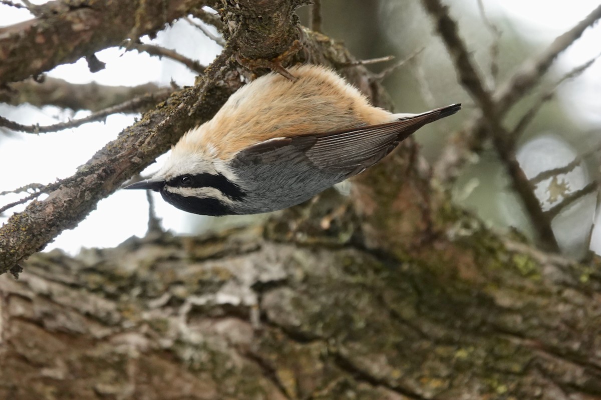 Red-breasted Nuthatch - ML619758823