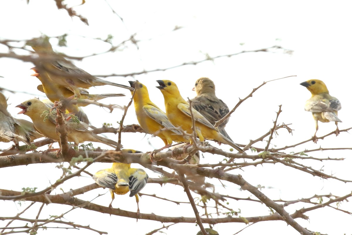 Arabian Golden Sparrow - ML619758825