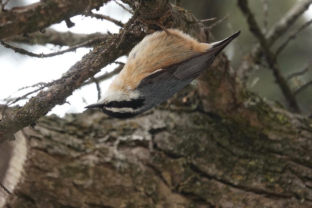 Red-breasted Nuthatch - ML619758826